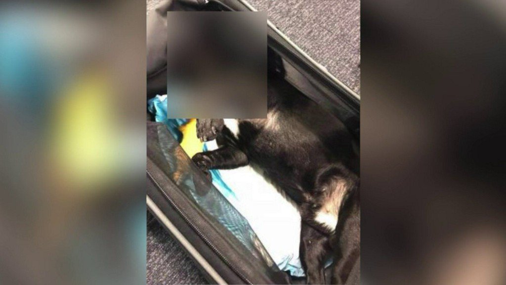 A dog was found dead in a plane after a United Airlines flight ...