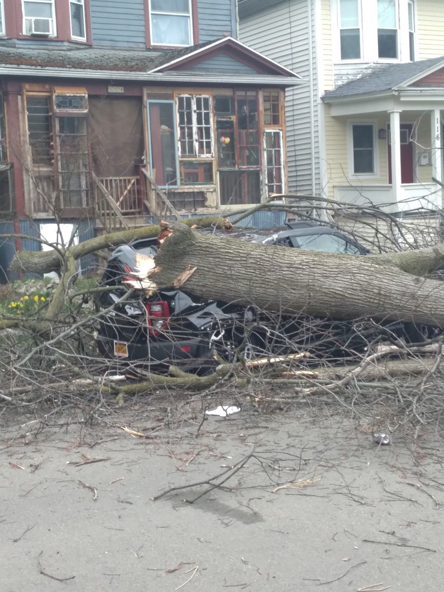 Catherine says strong winds in Buffalo took down this tree on Greenwood Place between W. Delavan and Potomac avenues.