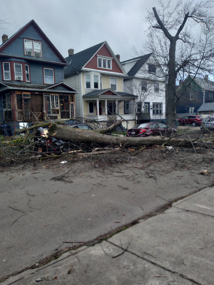 Catherine says strong winds in Buffalo took down this tree on Greenwood Place between W. Delavan and Potomac avenues.